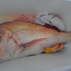 遊漁船 新鋭丸 釣果