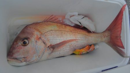 遊漁船 新鋭丸 釣果