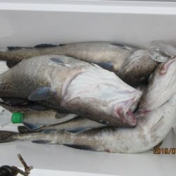 大進丸（新潟） 釣果