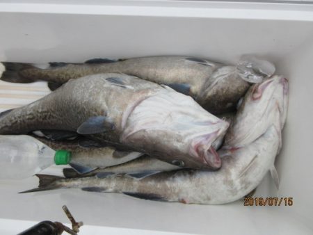 大進丸（新潟） 釣果