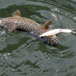 小菅トラウトガーデン 釣果