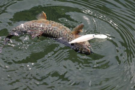 小菅トラウトガーデン 釣果