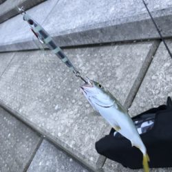 初心者でもボウズ知らず【シャウト（Shout!）レイズ　インプレッション】