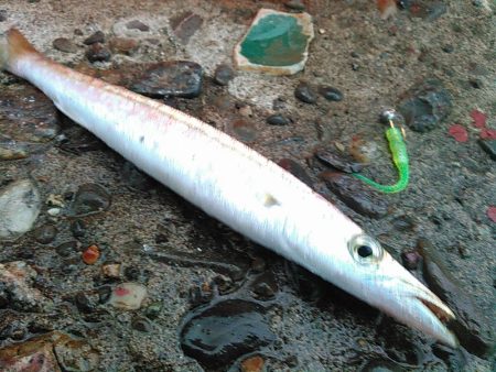 浜名湖 ライトゲーム