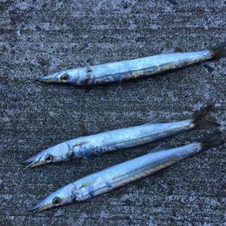 カマス子とアジ