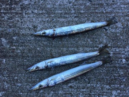 カマス子とアジ