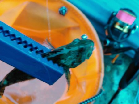 浜名湖 ライトゲーム