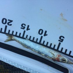 カマス子とアジ