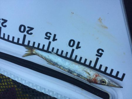 カマス子とアジ