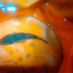 浜名湖 ライトゲーム