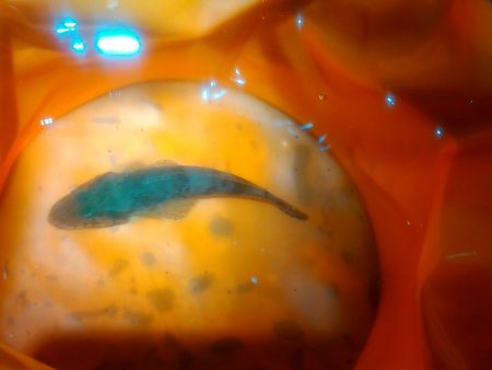 浜名湖 ライトゲーム