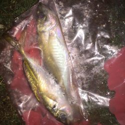 カマス子とアジ