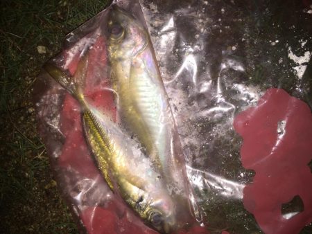 カマス子とアジ