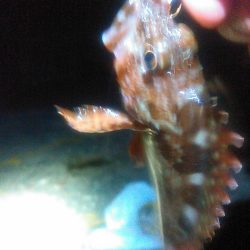 浜名湖 ライトゲーム