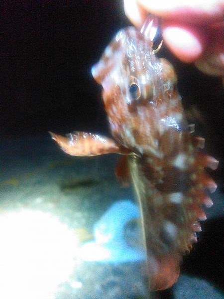 浜名湖 ライトゲーム