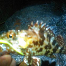 浜名湖 ライトゲーム