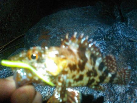 浜名湖 ライトゲーム