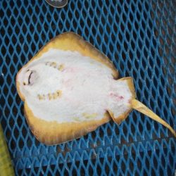 オリジナルメーカー海づり公園(市原市海づり施設) 釣果