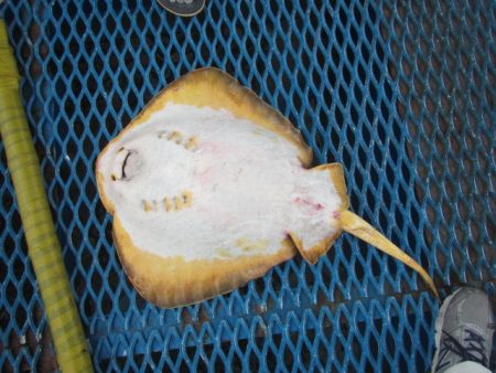 オリジナルメーカー海づり公園(市原市海づり施設) 釣果