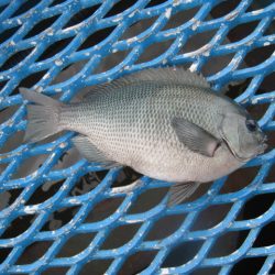 オリジナルメーカー海づり公園(市原市海づり施設) 釣果