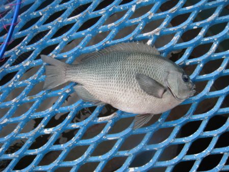 オリジナルメーカー海づり公園(市原市海づり施設) 釣果