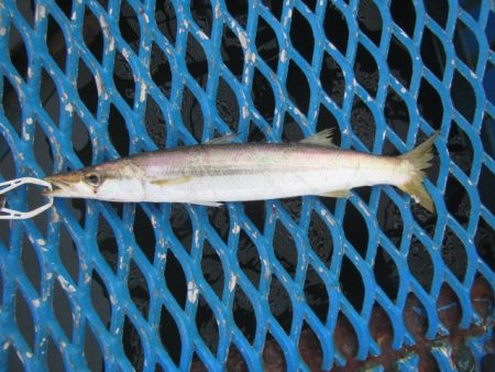 オリジナルメーカー海づり公園(市原市海づり施設) 釣果