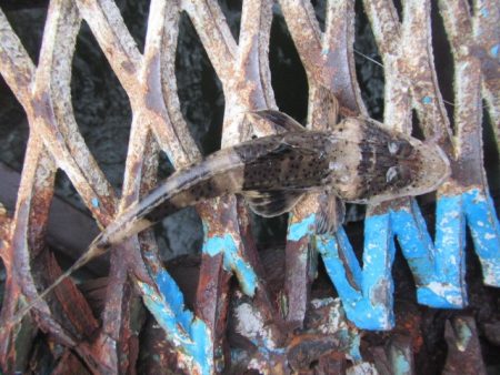 オリジナルメーカー海づり公園(市原市海づり施設) 釣果