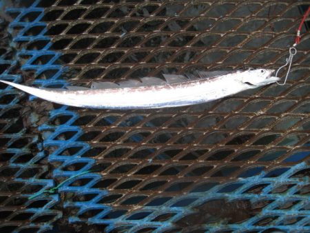 オリジナルメーカー海づり公園(市原市海づり施設) 釣果