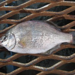 オリジナルメーカー海づり公園(市原市海づり施設) 釣果