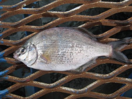 オリジナルメーカー海づり公園(市原市海づり施設) 釣果