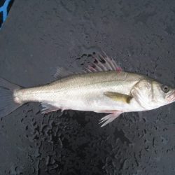 オリジナルメーカー海づり公園(市原市海づり施設) 釣果