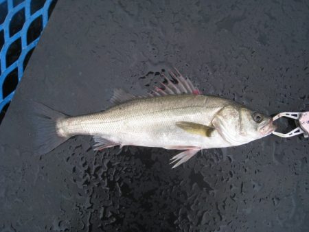 オリジナルメーカー海づり公園(市原市海づり施設) 釣果