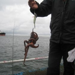 オリジナルメーカー海づり公園(市原市海づり施設) 釣果