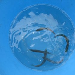 オリジナルメーカー海づり公園(市原市海づり施設) 釣果