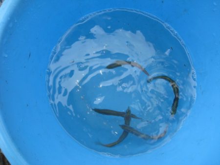 オリジナルメーカー海づり公園(市原市海づり施設) 釣果