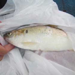 オリジナルメーカー海づり公園(市原市海づり施設) 釣果