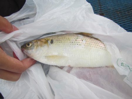 オリジナルメーカー海づり公園(市原市海づり施設) 釣果
