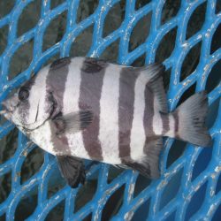 オリジナルメーカー海づり公園(市原市海づり施設) 釣果