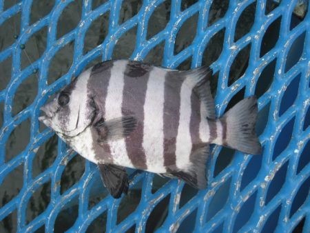 オリジナルメーカー海づり公園(市原市海づり施設) 釣果