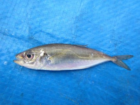 オリジナルメーカー海づり公園(市原市海づり施設) 釣果