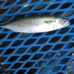 オリジナルメーカー海づり公園(市原市海づり施設) 釣果