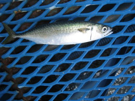オリジナルメーカー海づり公園(市原市海づり施設) 釣果