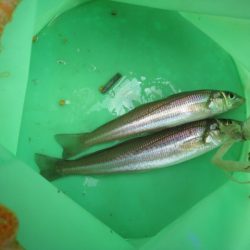 オリジナルメーカー海づり公園(市原市海づり施設) 釣果