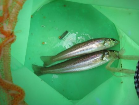 オリジナルメーカー海づり公園(市原市海づり施設) 釣果
