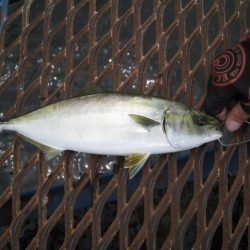 オリジナルメーカー海づり公園(市原市海づり施設) 釣果