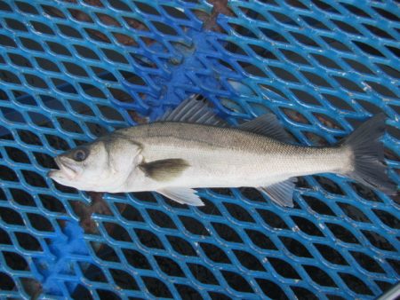 オリジナルメーカー海づり公園(市原市海づり…