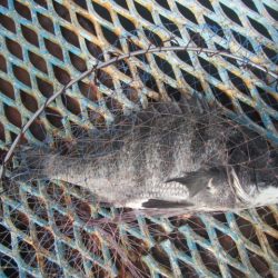 オリジナルメーカー海づり公園(市原市海づり施設) 釣果