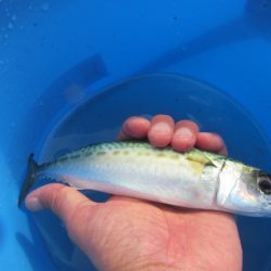 オリジナルメーカー海づり公園(市原市海づり施設) 釣果