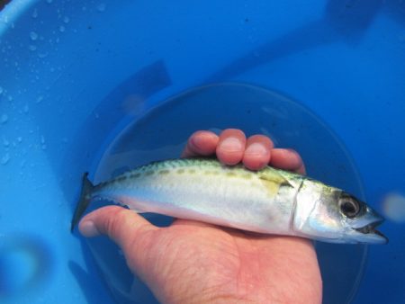 オリジナルメーカー海づり公園(市原市海づり施設) 釣果