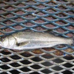 オリジナルメーカー海づり公園(市原市海づり施設) 釣果